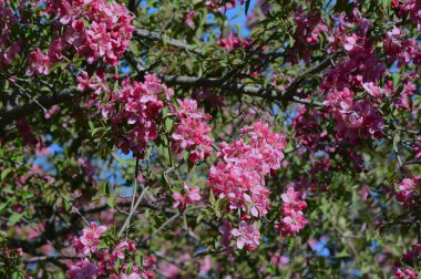 Kalan pembe çiçekli Crabapple