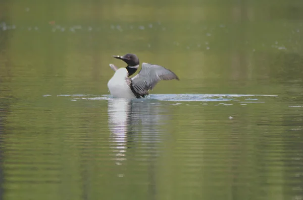 Gemeenschappelijke Loon op een meer Stretching Out vleugels — Stockfoto