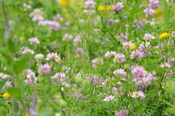 Couronne rose Vetch fleurs sauvages dans une prairie verte — Photo