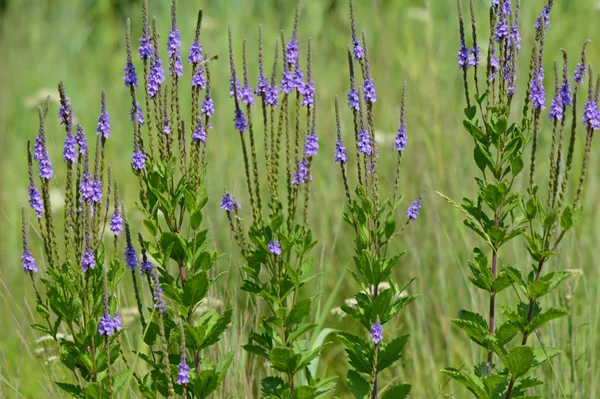 Lila Vervain vildblommor — Stockfoto