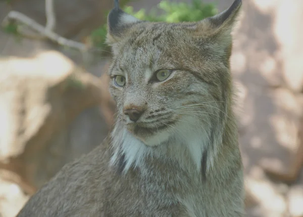 Canada lynx portrait — Stockfoto