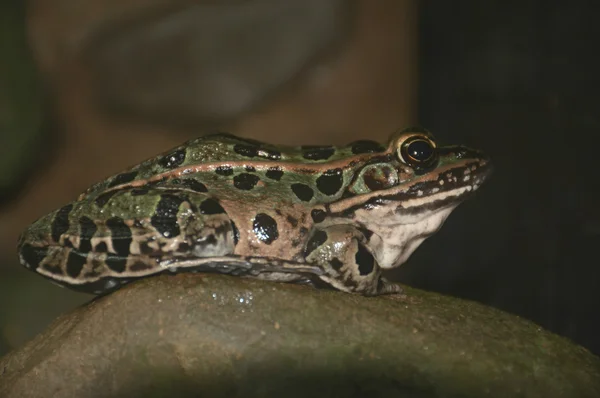 Leopardí žába studie — Stock fotografie