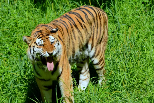 Tigre siberiano de verano —  Fotos de Stock