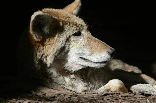 Kamea Coyote — Zdjęcie stockowe