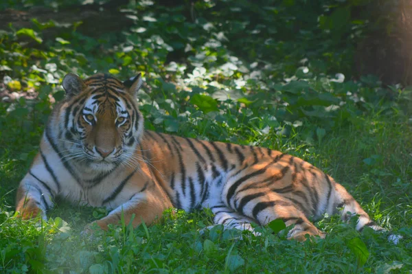 Siberian Tiger In A Shaded Meadow — Stock Photo, Image