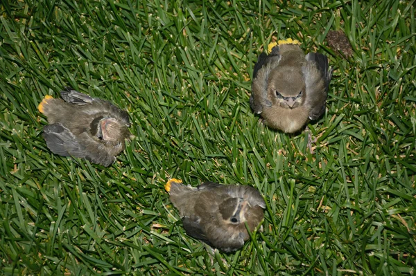 Raczkujący Cedar Waxwings siedzi na trawnik — Zdjęcie stockowe