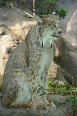 Kanada Lynx bir kayanın üzerinde