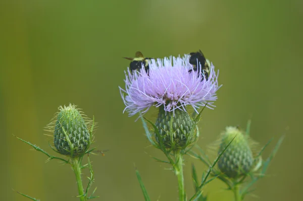 Dupla darázs Thistle látogatás — Stock Fotó