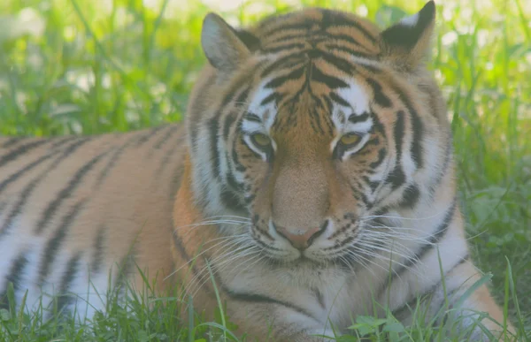 Retrato de tigre siberiano sobre hierba —  Fotos de Stock
