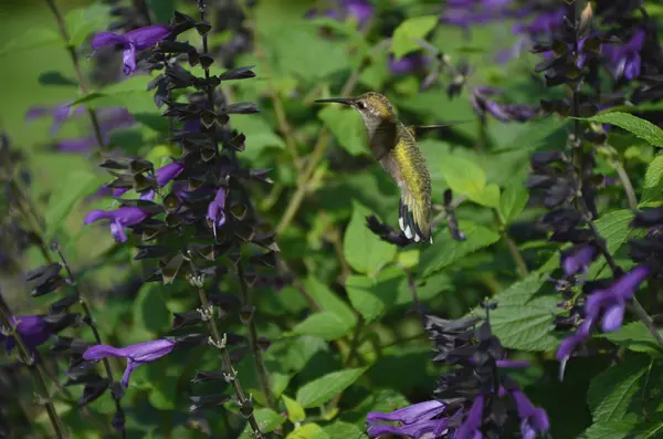 Ruby Throated Hummingbird i mitten av Air-flyg — Stockfoto