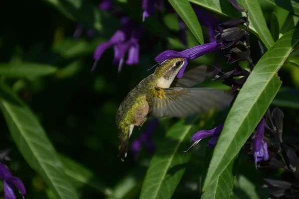 Colibrí Gargado Rubí de Alimentación Profunda —  Fotos de Stock