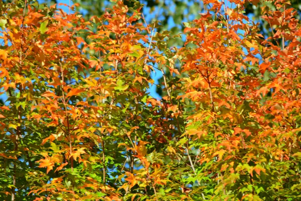 Autumn Maple Canopy Perspective — Stock Photo, Image