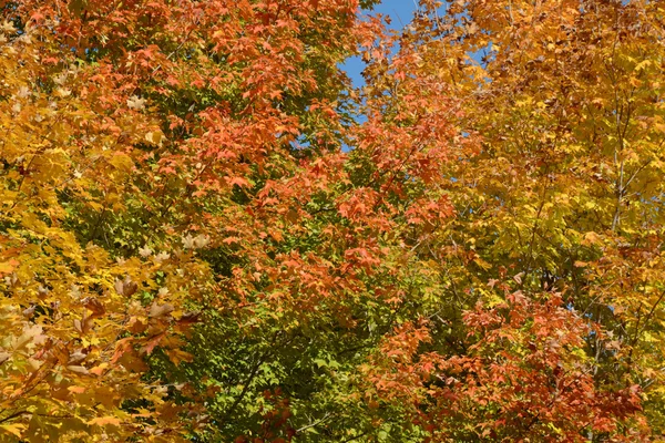 Peak éclaboussure de couleur d'automne — Photo
