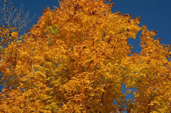 秋季树冠树叶颜色 — 图库照片
