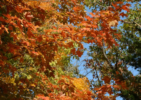 橡树树冠-秋季 vista — 图库照片