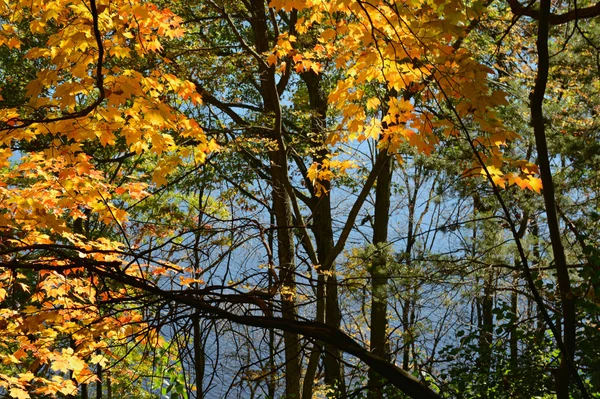 Feuillage d'automne et vue sur la rivière — Photo