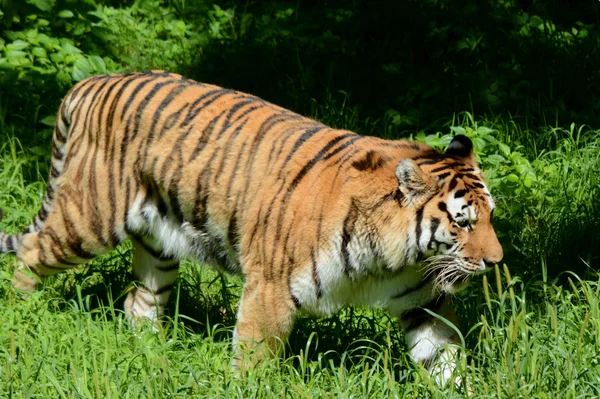 Siberian Tiger Walk About — Stock Photo, Image