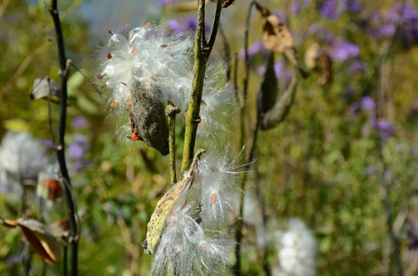 Dosettes d'asclépiade commune éclatantes — Photo