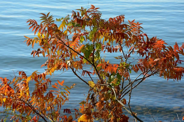 Outono Sumac Lake Intrusão — Fotografia de Stock