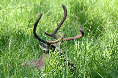 Woodland Caribou bir çayırda