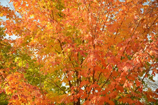 Color de arce de otoño definido — Foto de Stock