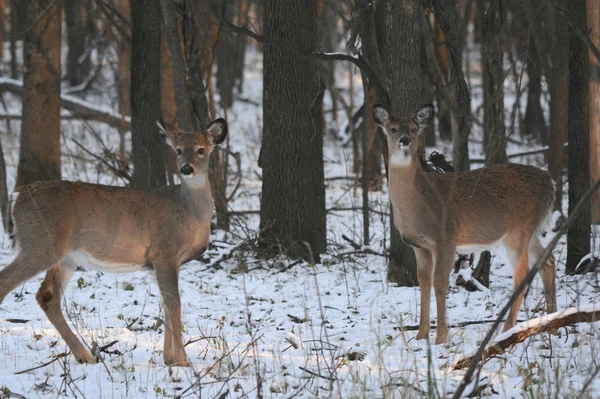 Winter Whitetail Does Cameo — Stock Photo, Image