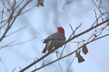 Kırmızı karınlı ağaçkakan Cameo