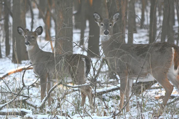 Doe And Fawn Standing In An Upland Forest — Stock Photo, Image