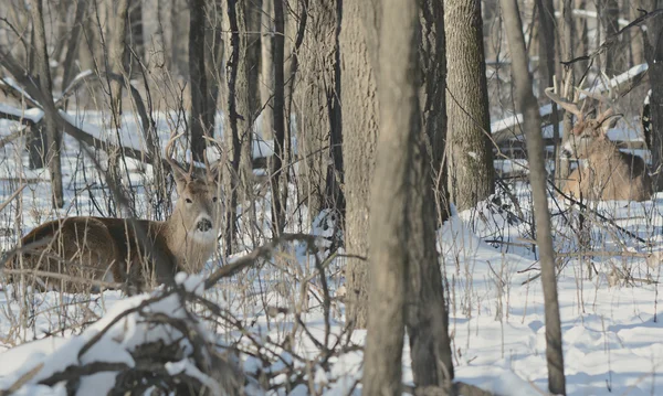 눈에서 침대 whitetail 사슴 — 스톡 사진