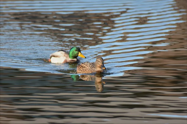 Sladkovodní jezírko Mallard odrazy. — Stock fotografie