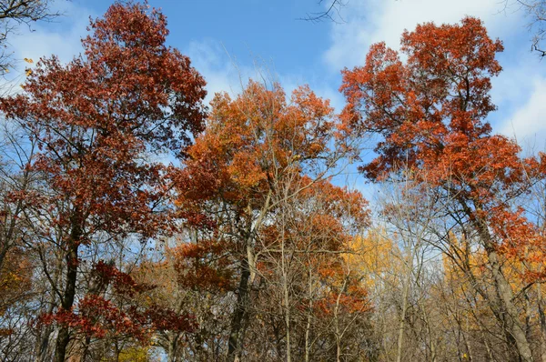 Autumn Foliage Color Variations