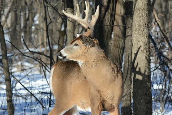 Winter Woodland studie over een Whitetail herten Buck — Stockfoto