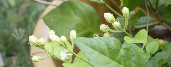 Flor de jasmim branca — Fotografia de Stock