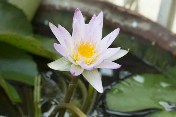Lila Lotus im Becken — Stockfoto
