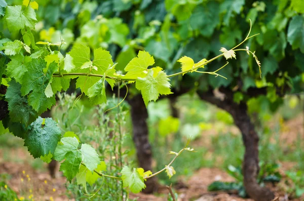 Vineyard in Galicia (Spain) — Stock Photo, Image