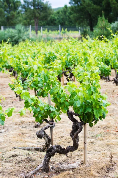 Viñedos en Cantabria, España ) — Foto de Stock