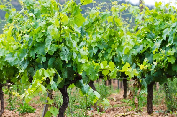 Vineyard in Galicia (Spain) — Stock Photo, Image