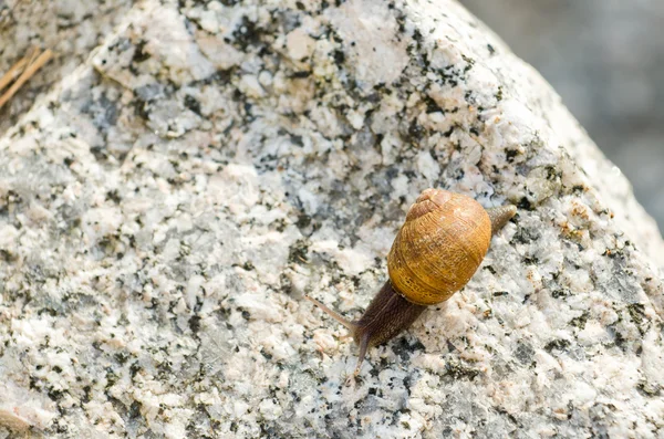 Lone snail on a stone — Stock Photo, Image