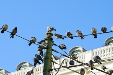 Güvercinler teller üzerinde