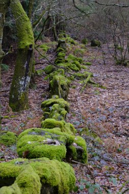 Galiçya 'da (İspanya) yosunlar ve zambaklarla kaplı taş duvar)
