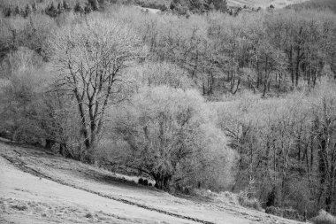 Galiçya 'da yaprakları olmayan siyah ve beyaz yaprak döken bir ağaç ormanında.)
