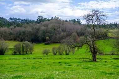 Galiçya 'nın Arzua bölgesinde hayvancılık yapmak için çayır (İspanya)