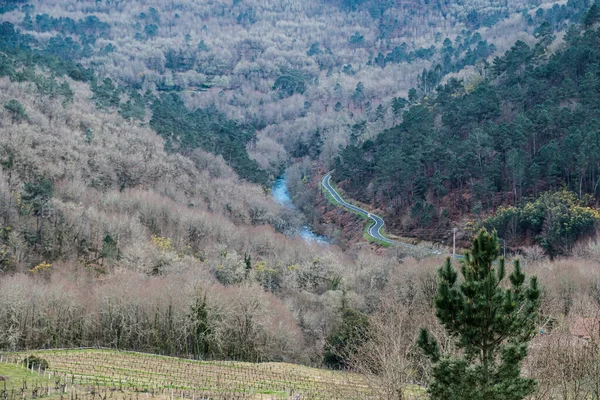 Camino Paralelo Río Entre Bosques Galicia España — Foto de Stock