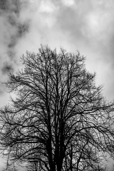 Eine Große Linde Ohne Hinterleuchtete Blätter Mit Stürmischen Wolken Hintergrund — Stockfoto