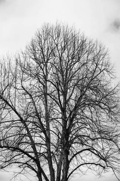 Grand Tilleul Sans Feuilles Rétroéclairées Avec Des Nuages Orageux Arrière — Photo