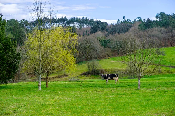 Arzua Espanha Abril 2018 Uma Vaca Galega Nativa Pastoreia Enorme — Fotografia de Stock