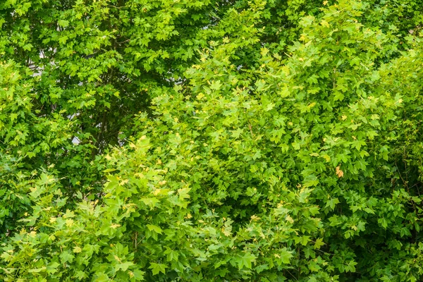 Detail Branches Leaves Top Some Platanus Trees Seen — Stock Photo, Image