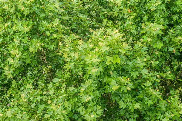 Detail Branches Leaves Top Some Platanus Trees Seen — Stock Photo, Image