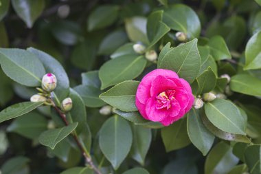 Galiçya 'da (İspanya) bir halk parkında kamelyalar ağaçta çiçek açar.)