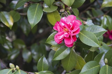 Galiçya 'da (İspanya) bir halk parkında kamelyalar ağaçta çiçek açar.)